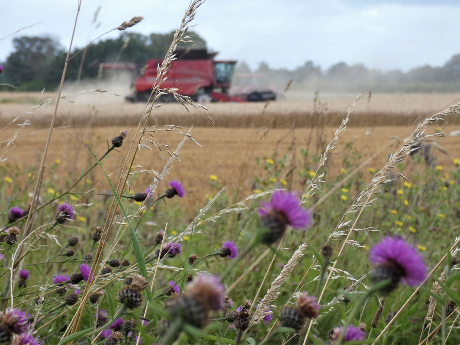 Image of combine and flowers by Quex Park Farming Services